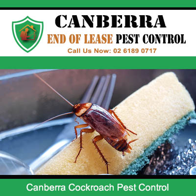 Canberra Cockroach Pest Control | ACT Pest Control