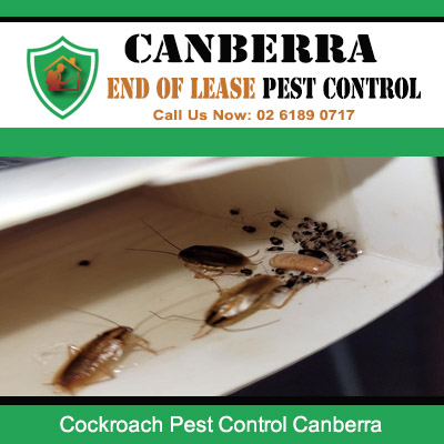 Cockroach infestation requiring professional pest control treatment in Canberra