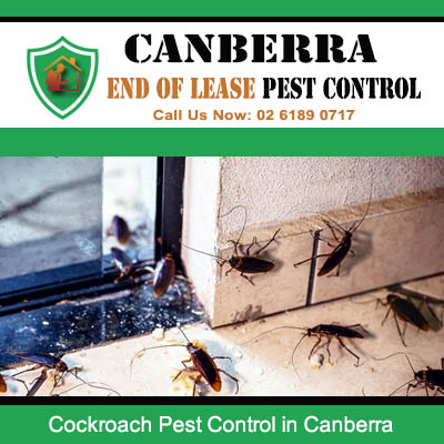 Severe cockroach problem needing immediate pest control in Canberra ACT