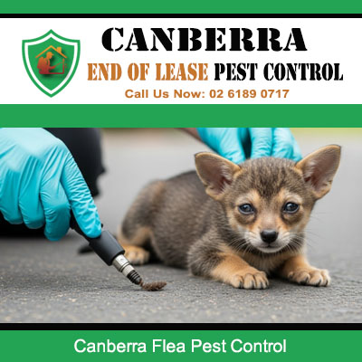 Flea control service protecting puppies and residential properties in Canberra