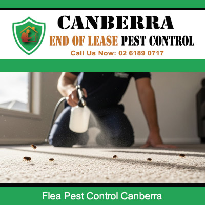Professional flea pest control treatment being applied in Canberra home