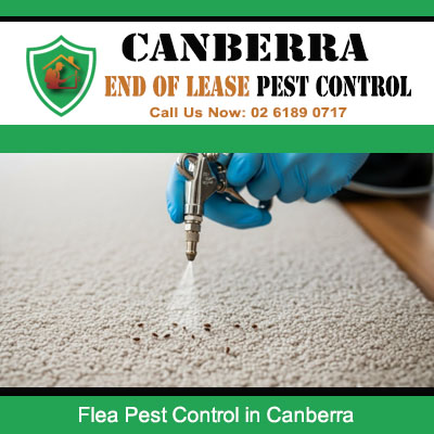 Professional flea control application for residential carpets in Canberra