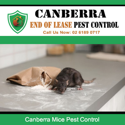Effective mice pest control services in Canberra homes