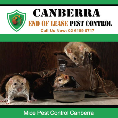 Mice infestation requiring professional pest control services in Canberra