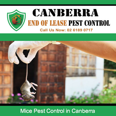 Mice pest management and extermination for Canberra property