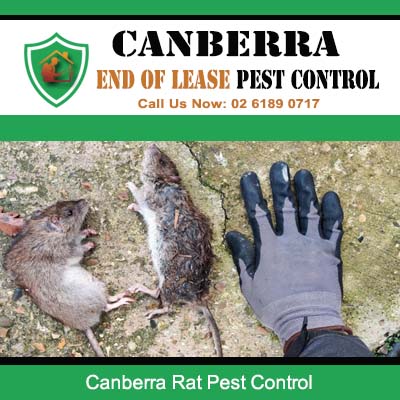 Professional rat pest control and removal services in Canberra ACT