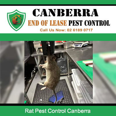 Effective rat pest control and trapping solutions for Canberra properties
