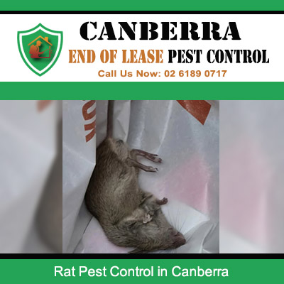 Expert rat pest control and extermination services in Canberra homes